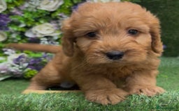 Cockapoo dogs for sale: 🐶 Gorgeous F1 Cockapoo Puppies –  Vet Checked  - Image 3