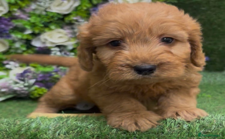 Cockapoo dogs - Advert 13