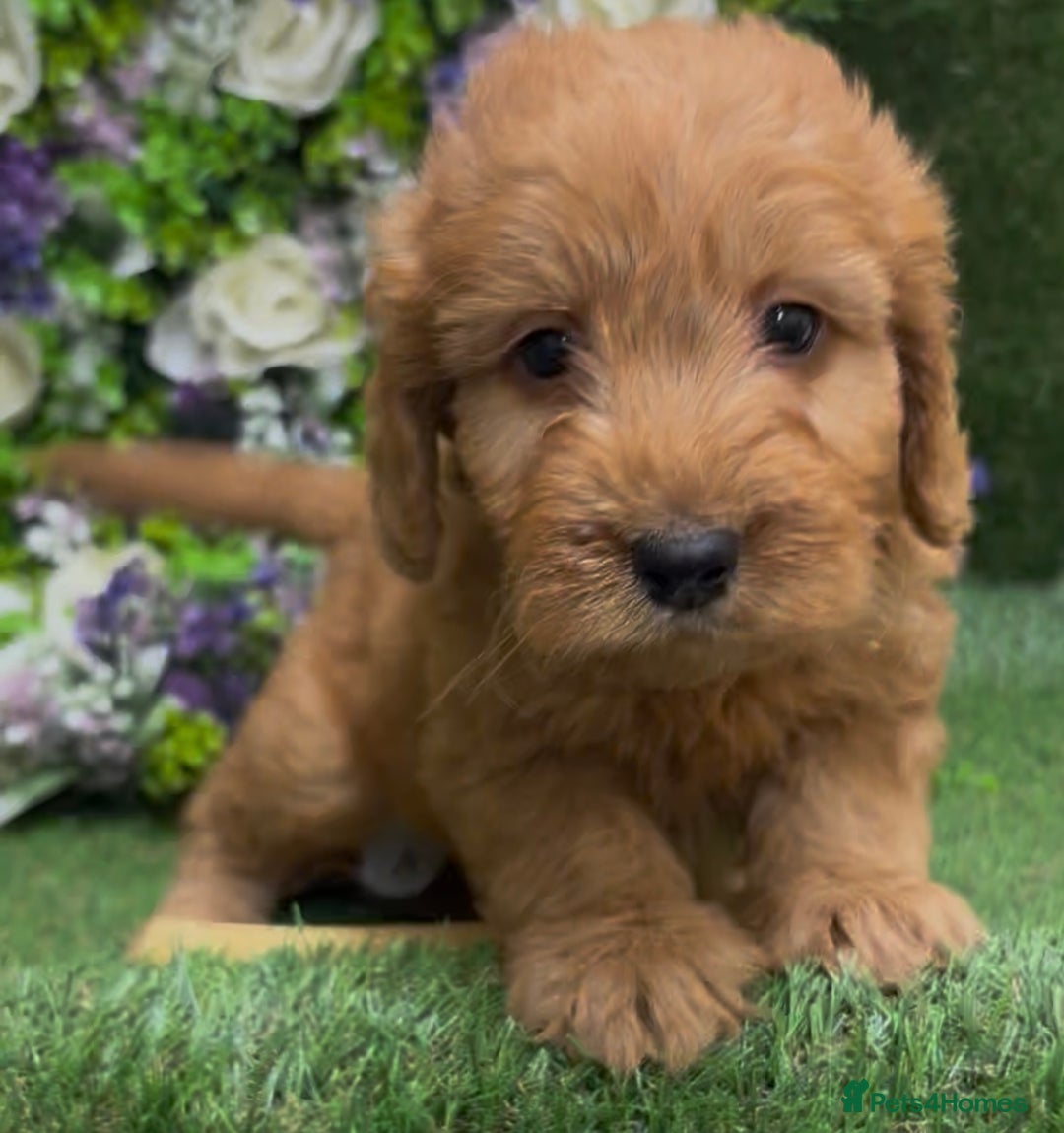 Cockapoo dogs for sale: 🐶 Gorgeous F1 Cockapoo Puppies –  Vet Checked  - Image 3