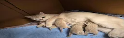 British Shorthair cats for sale: Blue golden chinchila! READY TO GO! - Advert 32