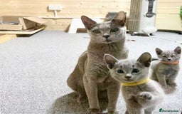 Russian Blue cats for sale: Russian Blue Kittens – Full Pedigree, TICA Parents - Image 2