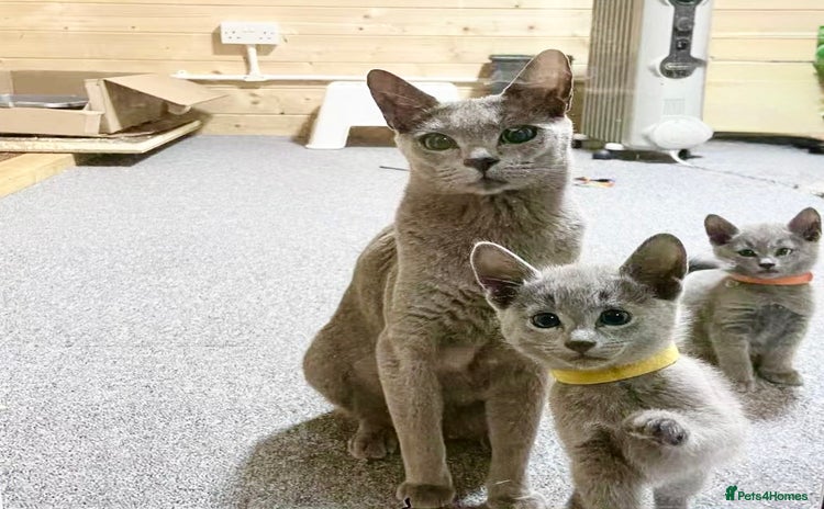 Russian Blue cats - Advert 3