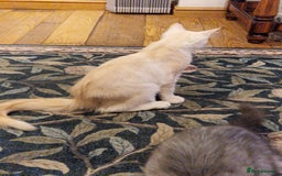 Maine Coon cats for sale: Gorgeous maine coon babies - Image 15