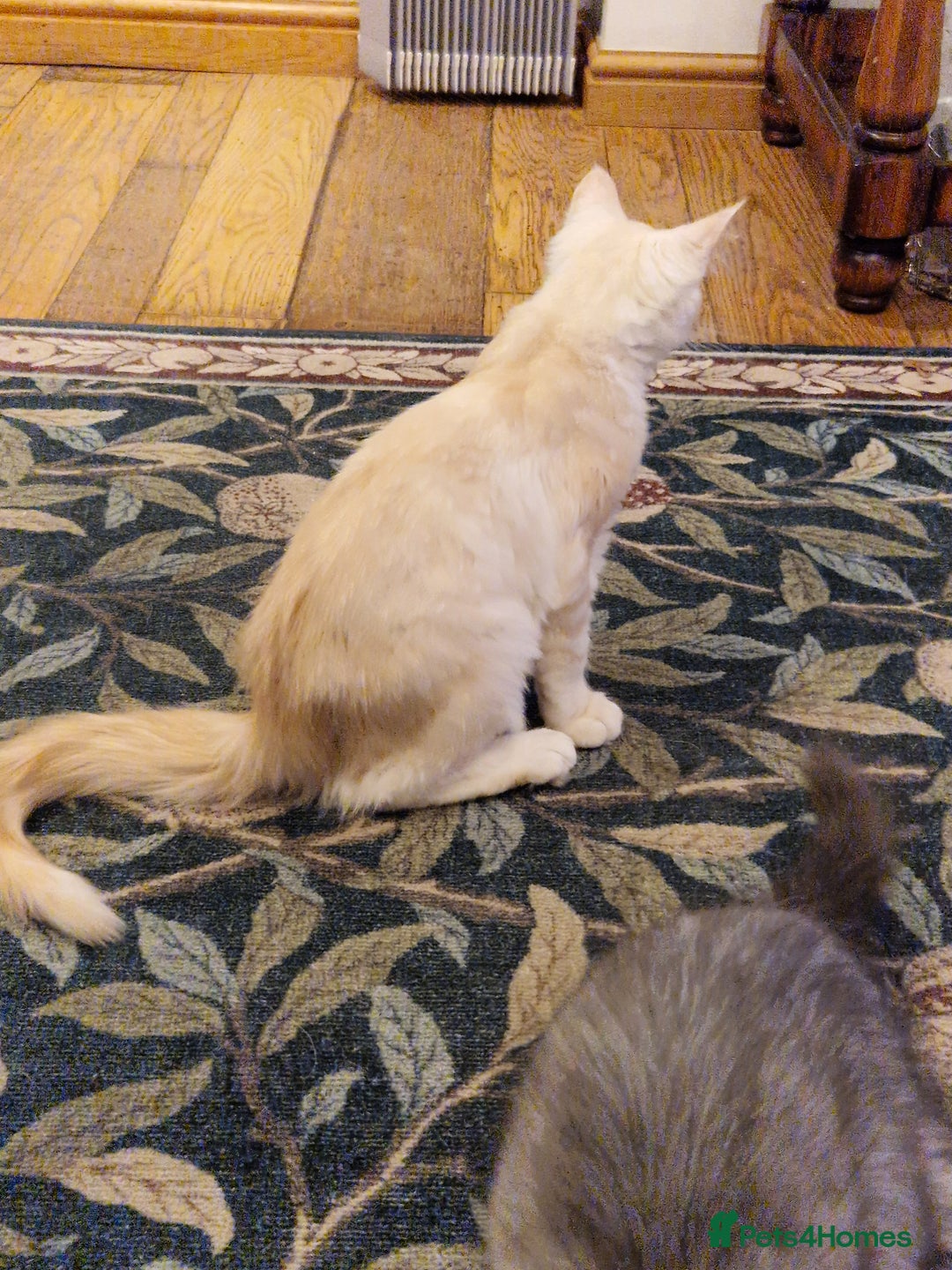 Maine Coon cats for sale: Gorgeous maine coon babies - Image 15