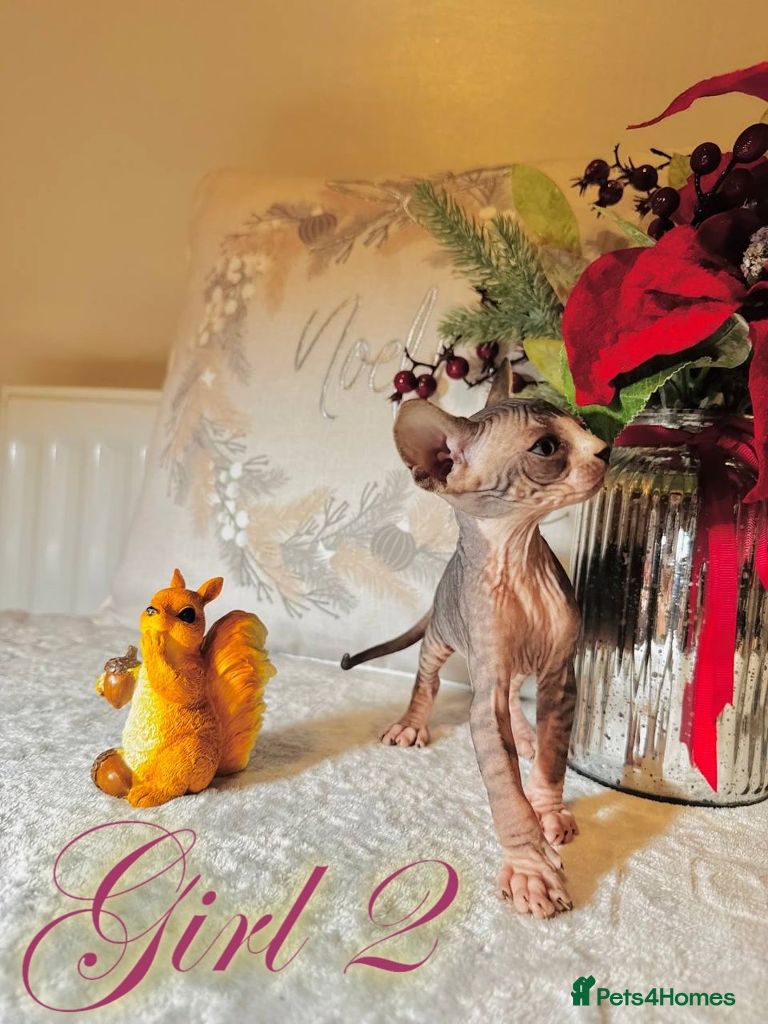 Sphynx cats for sale: Stunning Pedigree Sphynx Kittens - Advert 14