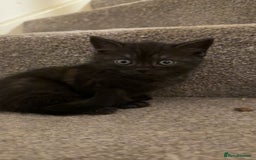 Mixed Breed cats for sale: Kitten  - Image 1