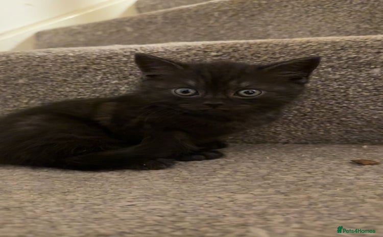 Mixed Breed cats - Advert 3