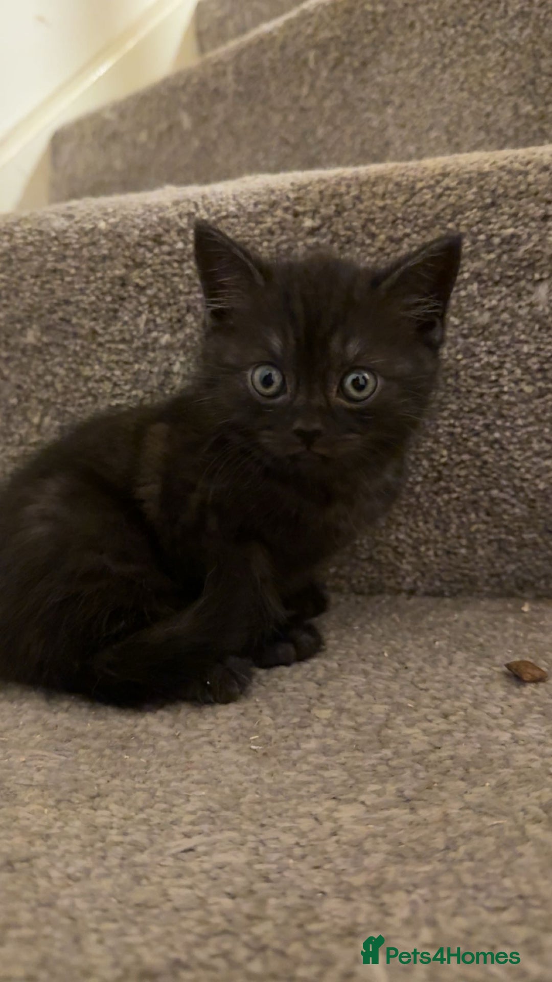 Mixed Breed cats for sale: Kitten  - Image 1