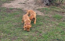 Labrador Retriever dogs for sale: KC Registered Fox Red Labrador Puppies - Image 15