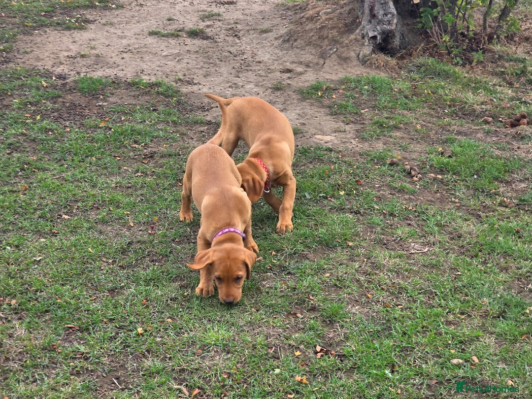 Labrador Retriever dogs for sale: KC Registered Fox Red Labrador Puppies - Image 15