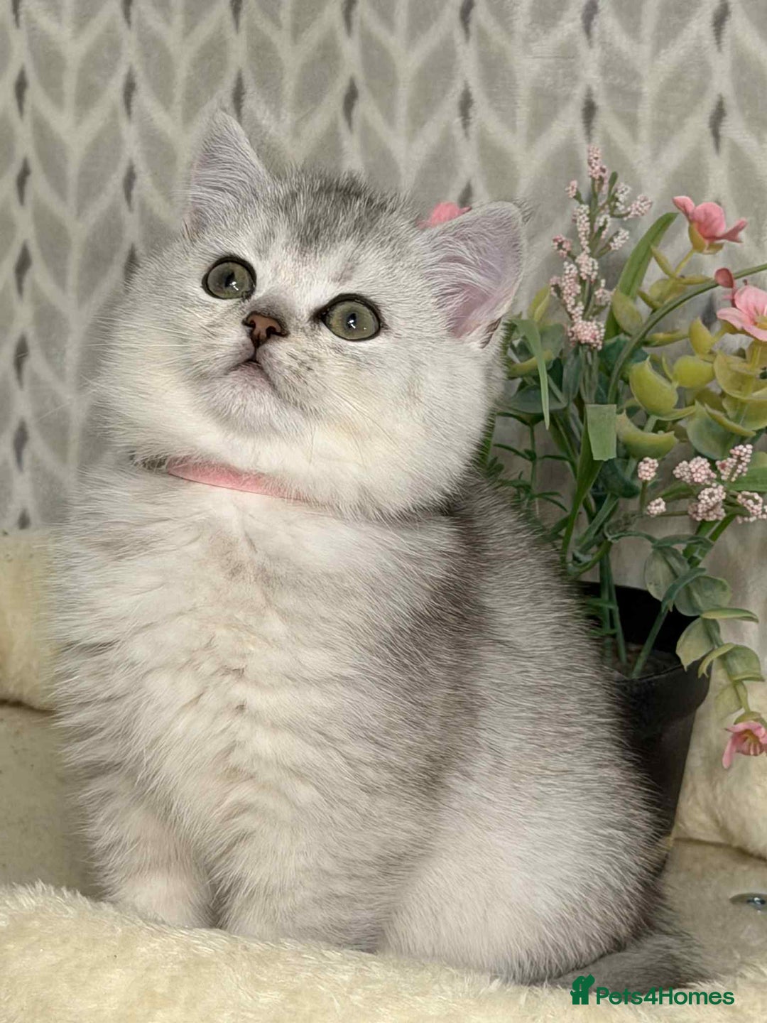 British Shorthair cats for sale: ⭐️Adorable TICA British Short/Long hair girls⭐️ - Advert 10