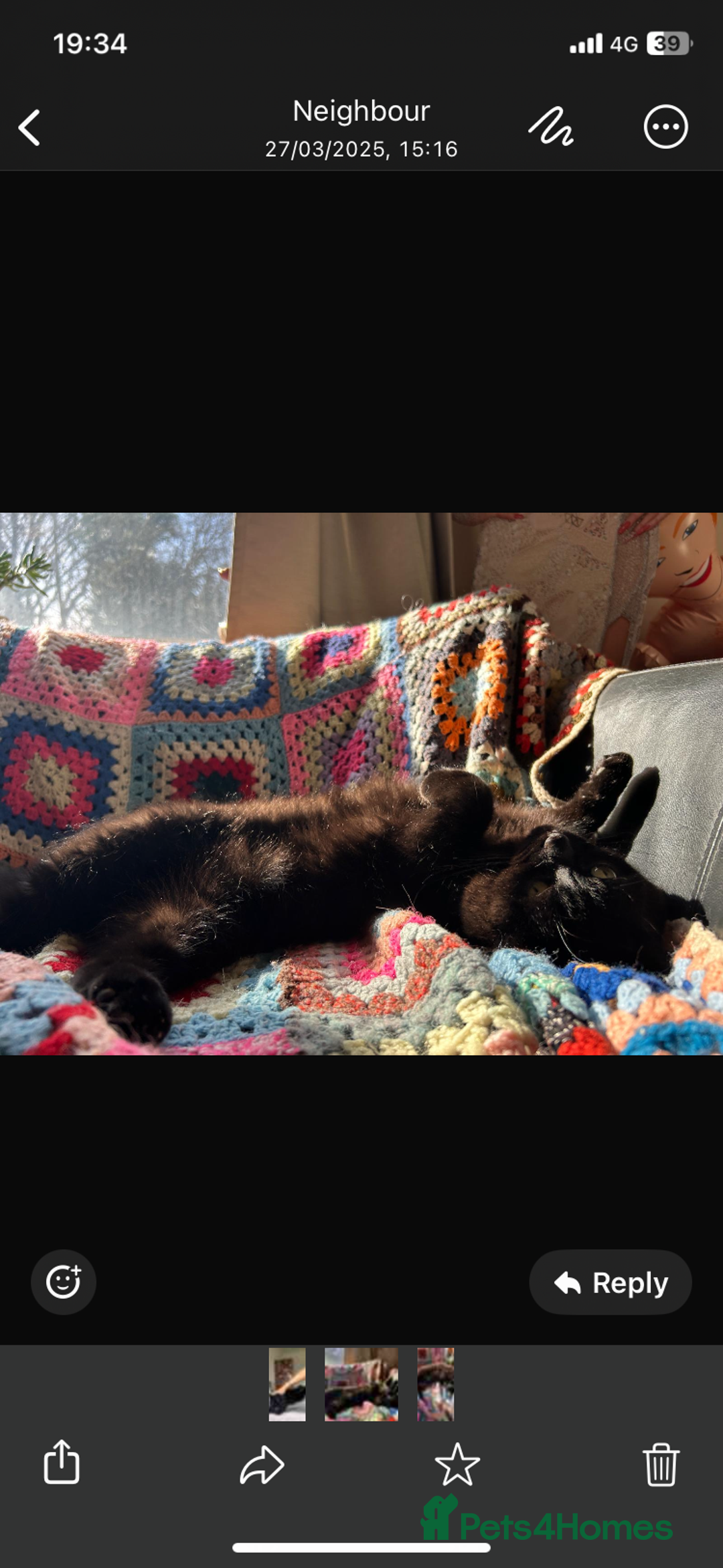 British Shorthair cats for sale: 3 year old very social cat - Image 4