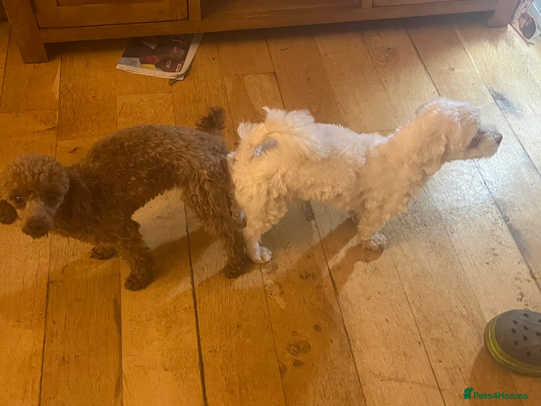 Toy Poodle dogs for stud: 🌹 RED TOY POODLE 9 INCH 2.8 KG HEALTH TESTED 🌹 in Romford - Advert 14