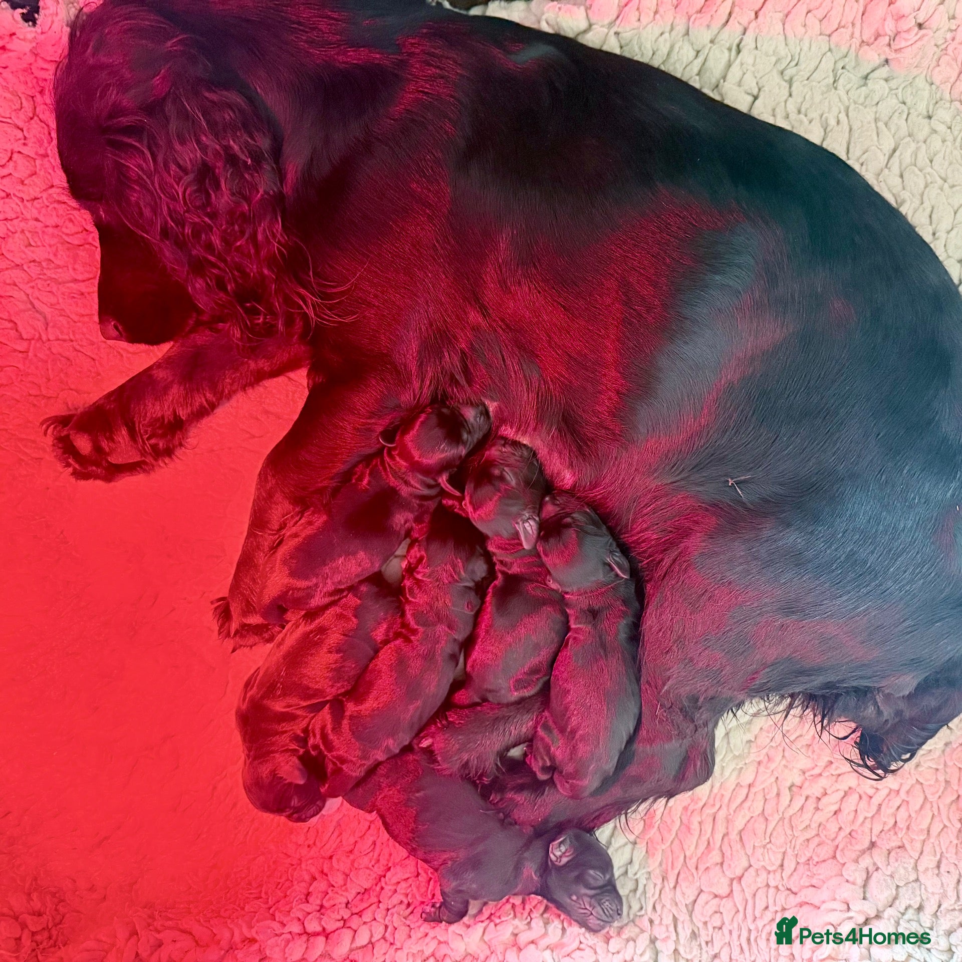 Cocker Spaniel dogs Stunning KC working cockers exceptional parents - Advert 2