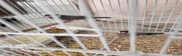 Budgerigars birds for sale: Love birds, java sparrows & paroletts  - Advert 3