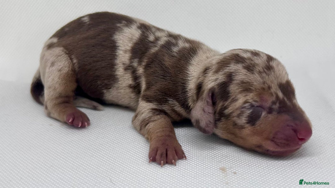 Miniature Dachshund dogs for sale: Miniature Dachshund - 1 Black and tan girl left - Image 5