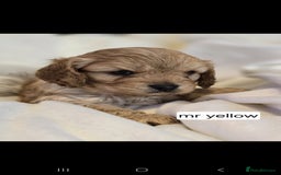 Cavapoo dogs for sale: F1 Cavapoos  - Image 1