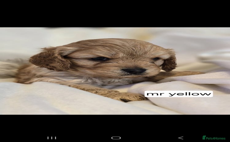 Cavapoo dogs - Advert 7