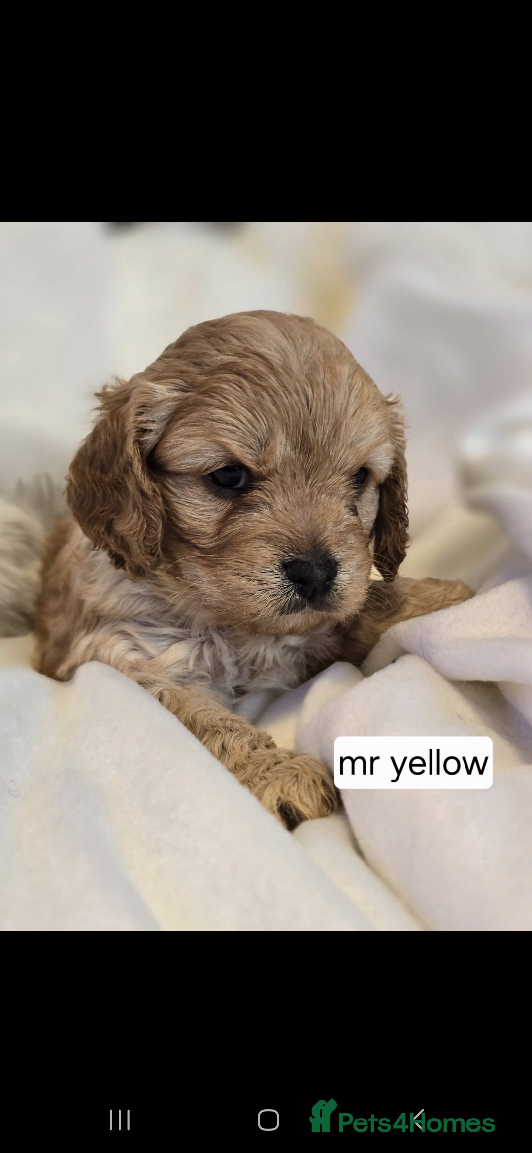 Cavapoo dogs for sale: F1 Cavapoos  - Image 1