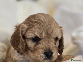 Cavapoo dogs - Advert 2