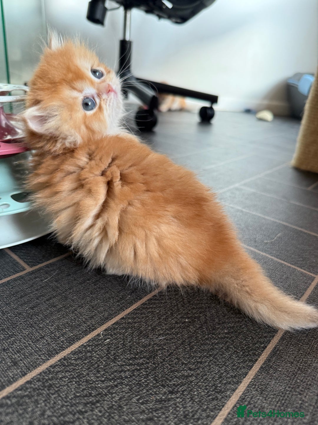 British Shorthair cats for sale: GCCFreg BSH & BLH Chocolate & Black Golden Kittens - Advert 17