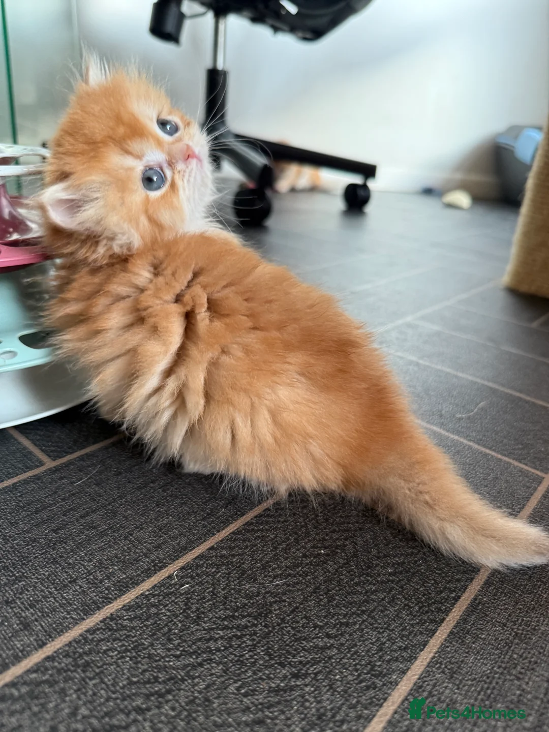 British Shorthair cats for sale: GCCF reg BSH and BLH Chocolate Golden Kittens - Advert 17