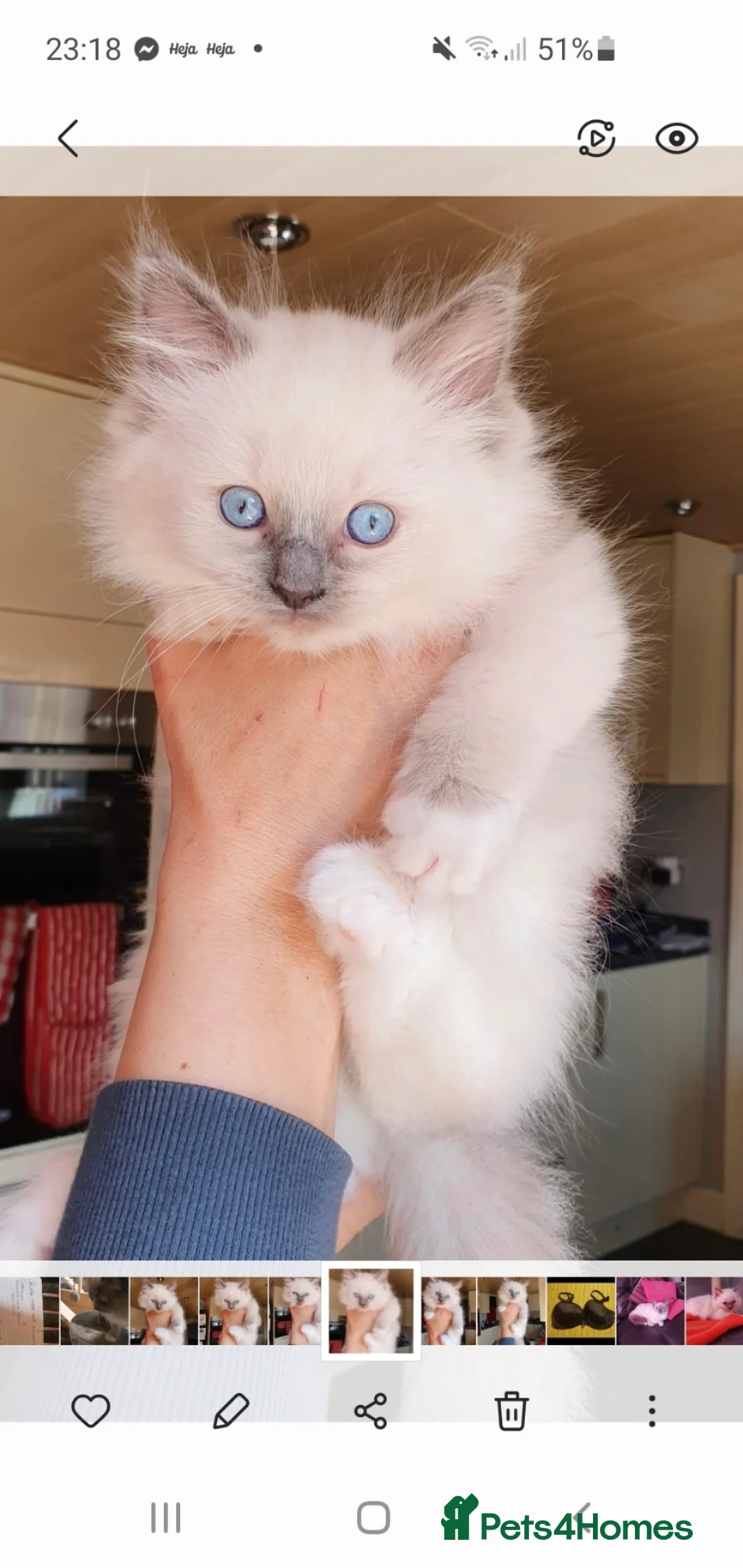 Ragdoll cats for stud: Gccf active large blue mitted ragdoll stud loki in Wakefield - Advert 2