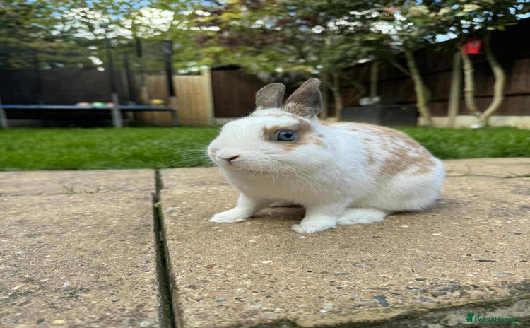 Netherland Dwarf rabbits - Advert 4