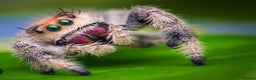 Spiders invertebrates for sale: Regal Jumping Spiders - Advert 1