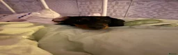 Miniature Dachshund dogs for stud: Miniature dachshund stud  - Advert 2