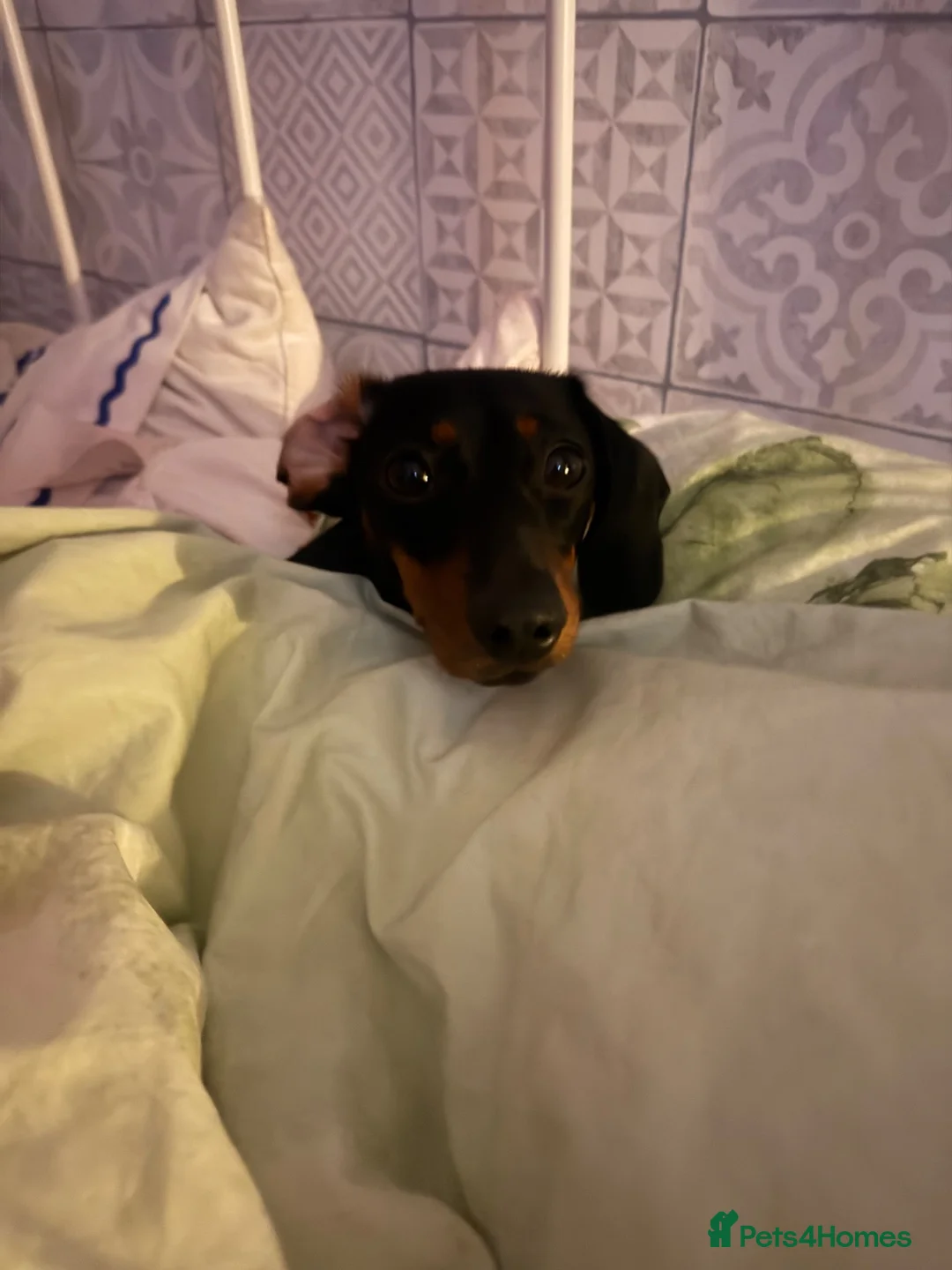 Miniature Dachshund dogs for stud: Miniature dachshund stud  - Advert 2