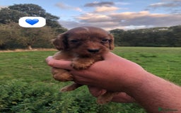 Cocker Spaniel dogs for sale: 5* KC Health tested Cocker spaniel puppies - Image 4