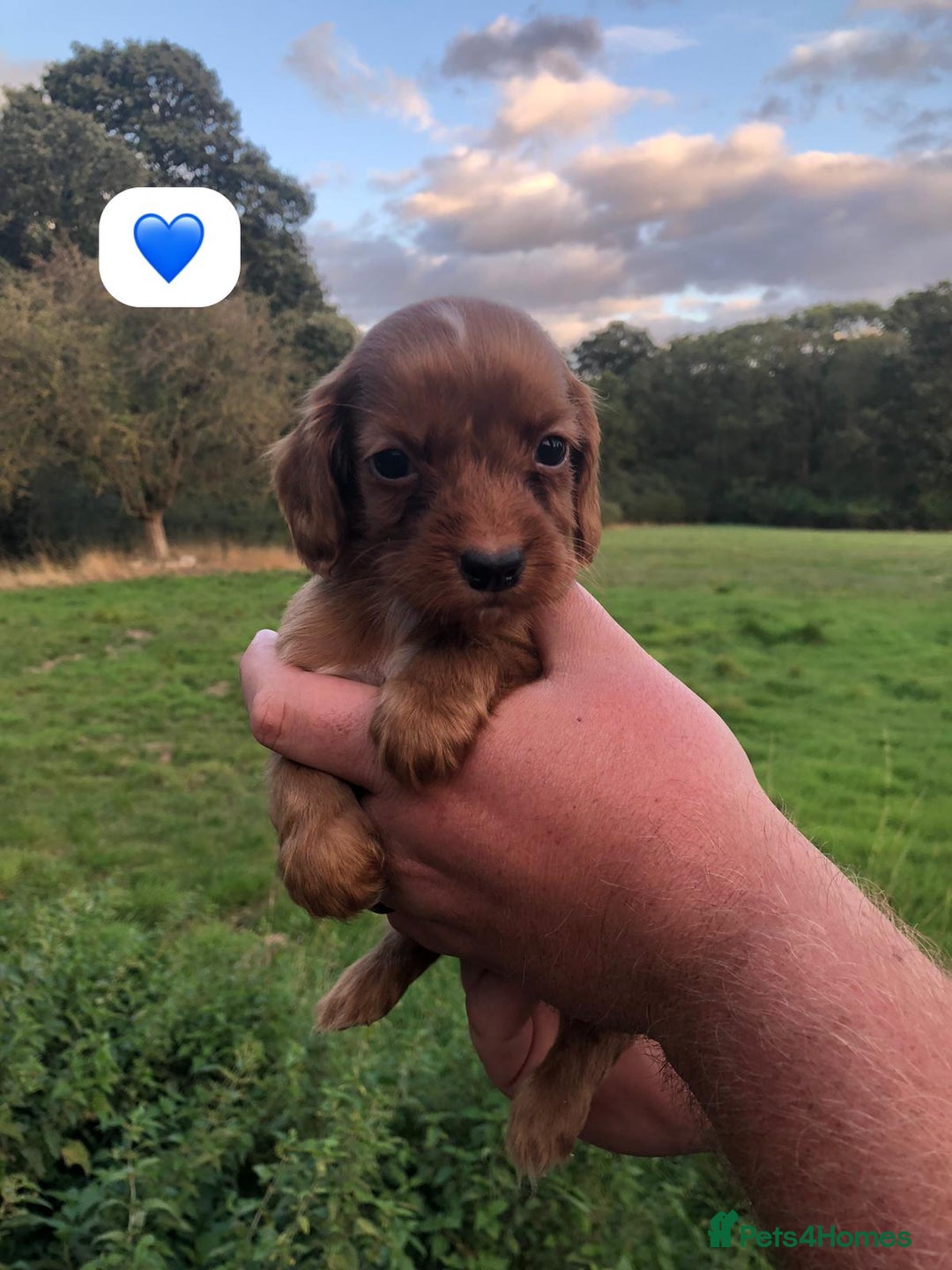 Cocker Spaniel dogs for sale: 5* KC Health tested Cocker spaniel puppies - Image 4
