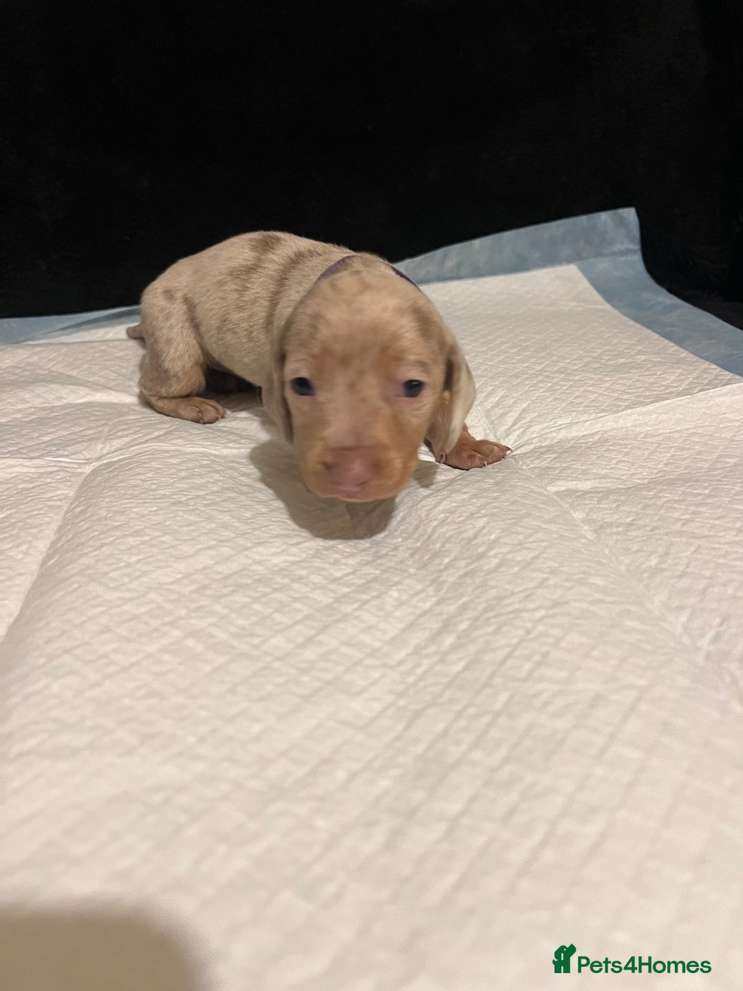Dachshund dogs for sale:    🌈 Stunning Dachshund puppies 🌈  - Image 14