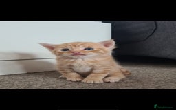 Mixed Breed cats for sale: 7 week old mixed breed kitten  - Image 10
