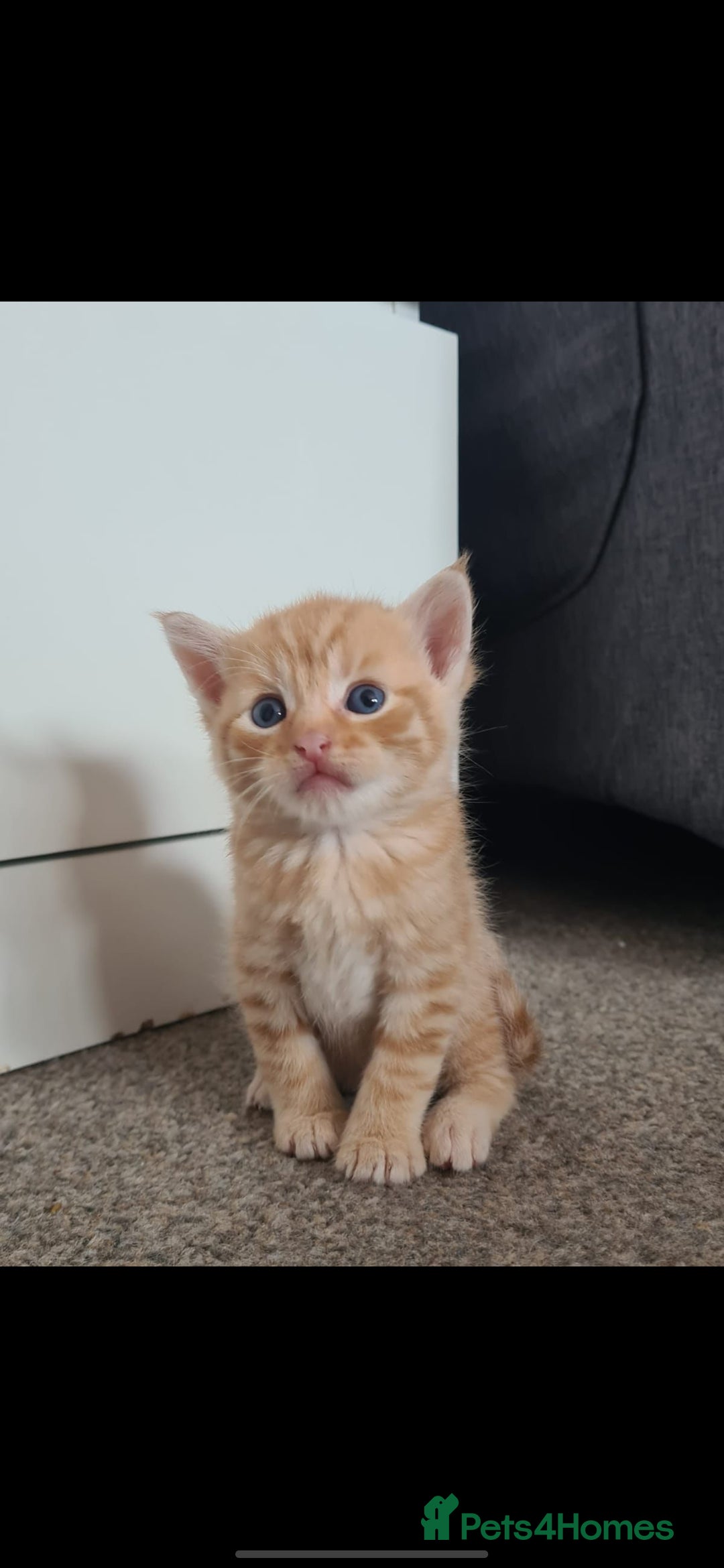 Mixed Breed cats for sale: 7 week old mixed breed kitten  - Image 10