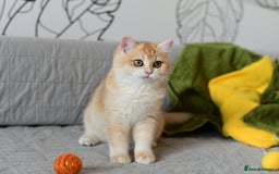 British Shorthair cats for sale: GCCFreg BSH & BLH Chocolate & Black Golden Kittens - Image 34