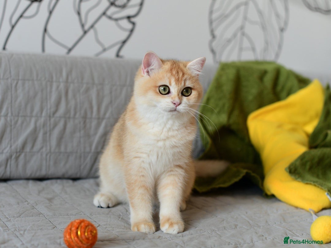 British Shorthair cats for sale: GCCFreg BSH & BLH Chocolate & Black Golden Kittens - Image 34