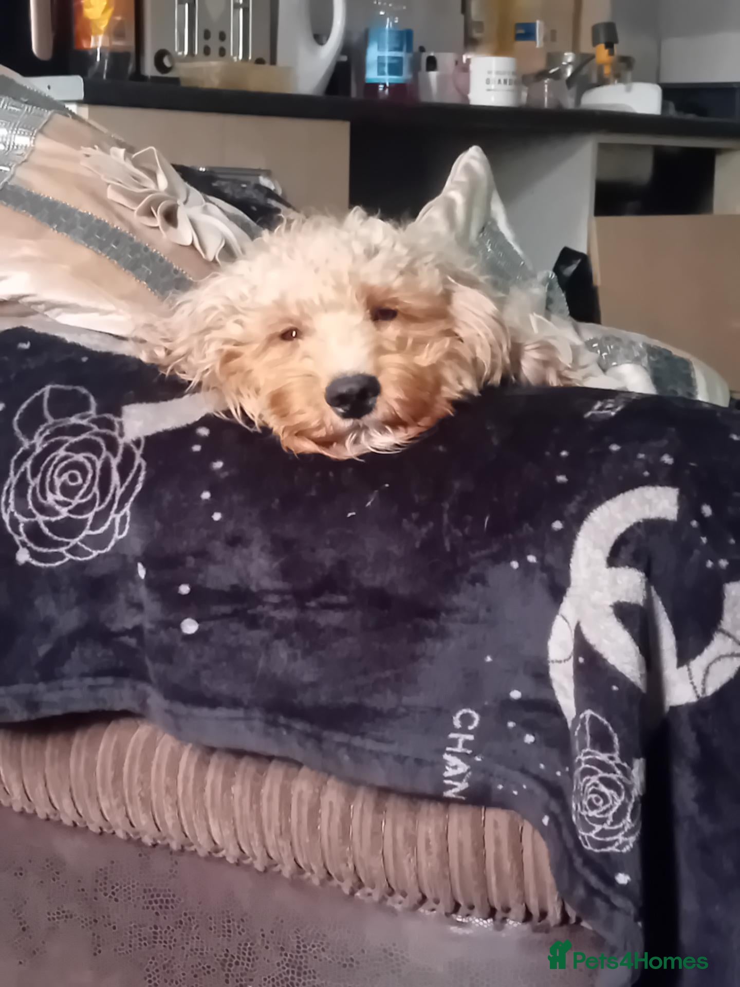 Cockapoo dogs Davey - Advert 1