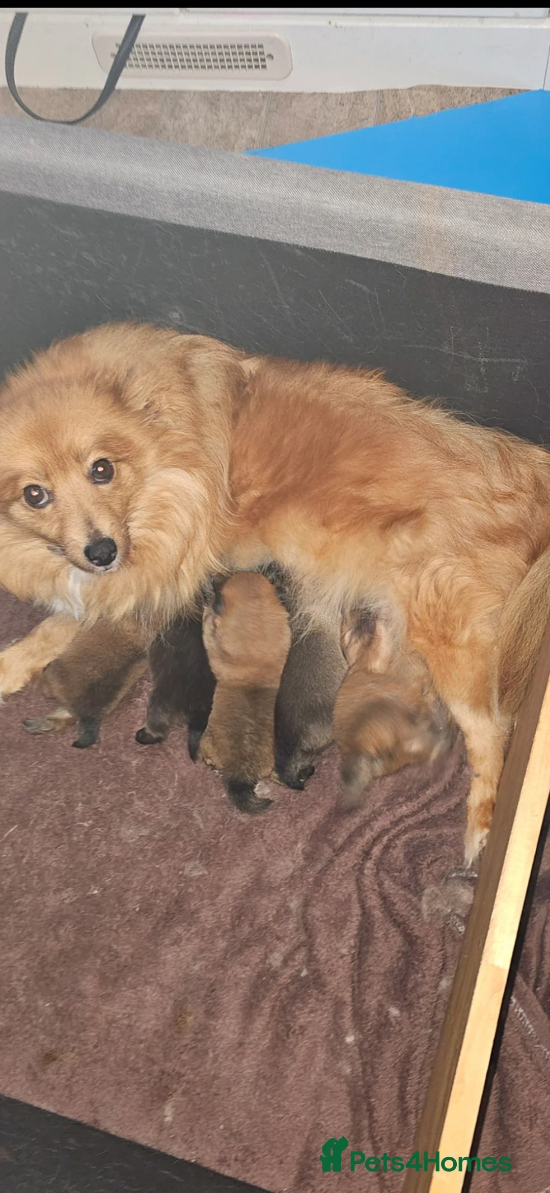 Pomeranian dogs for sale: Pomeranian  - Advert 8