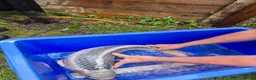 Koi Carp fish for sale: Pond clearance - Advert 13