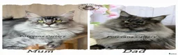 Maine Coon cats for sale: TICA registered Maine coon kittens READY NOW - Advert 8