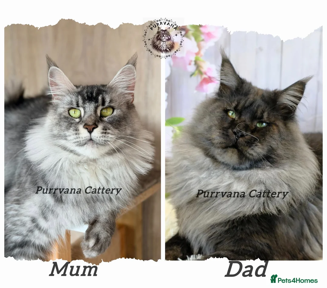 Maine Coon cats for sale: TICA registered Maine coon kittens READY NOW - Advert 8