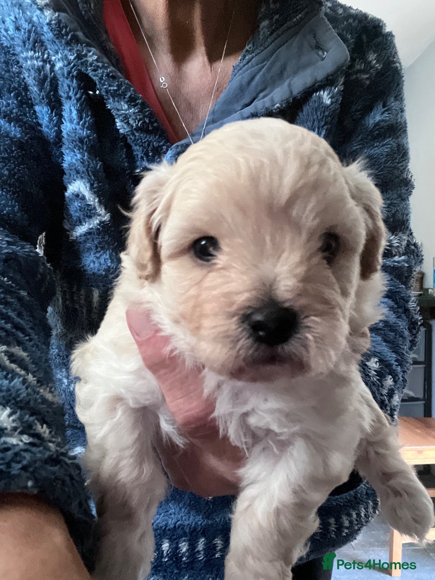 Mixed Breed dogs Havashu  - Advert 18