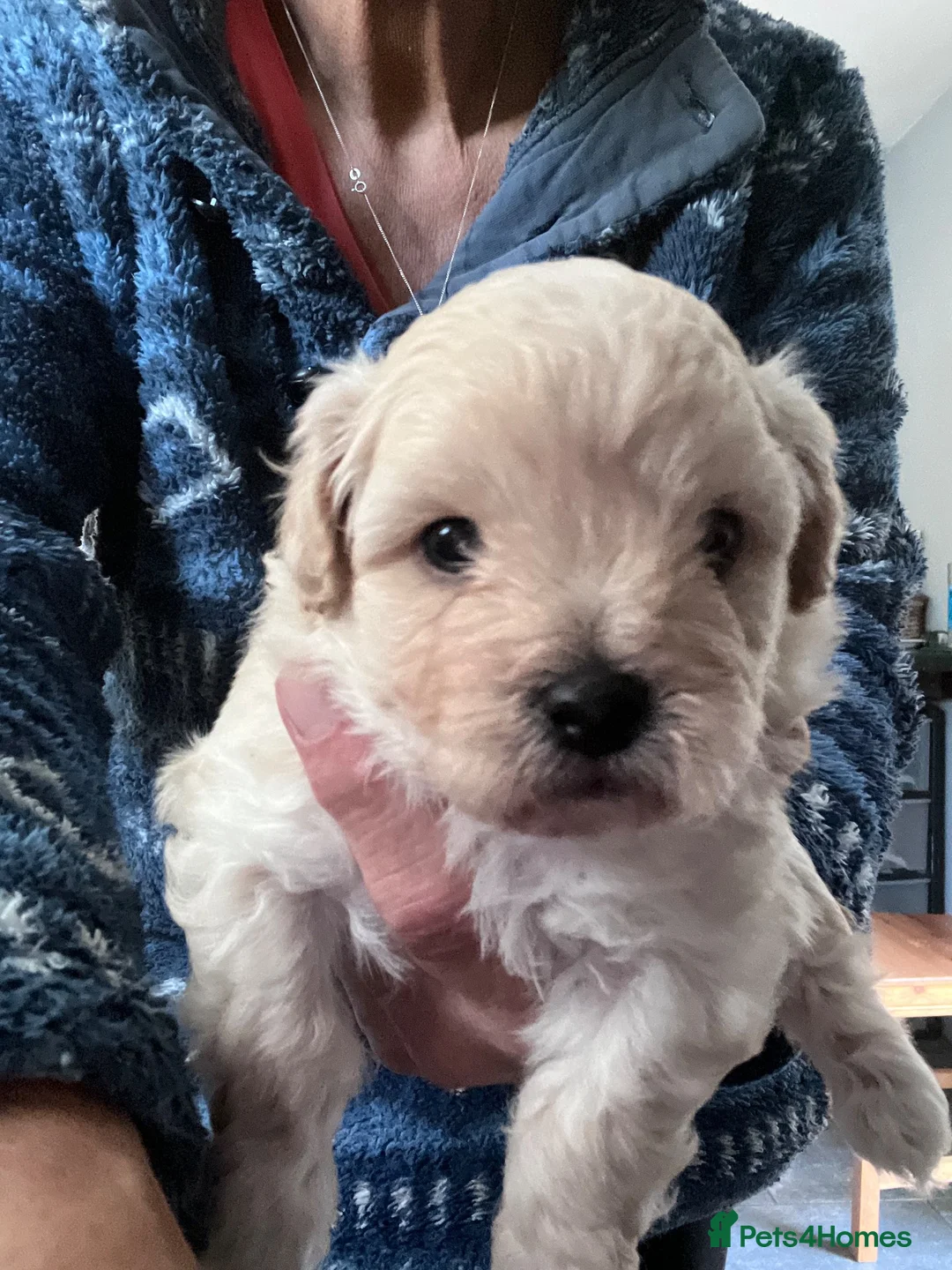 Mixed Breed dogs for sale: Havashu  in Leicester - Advert 1