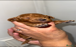 Australian Labradoodle dogs for sale: Stunning Labradoodle puppies - Advert 2