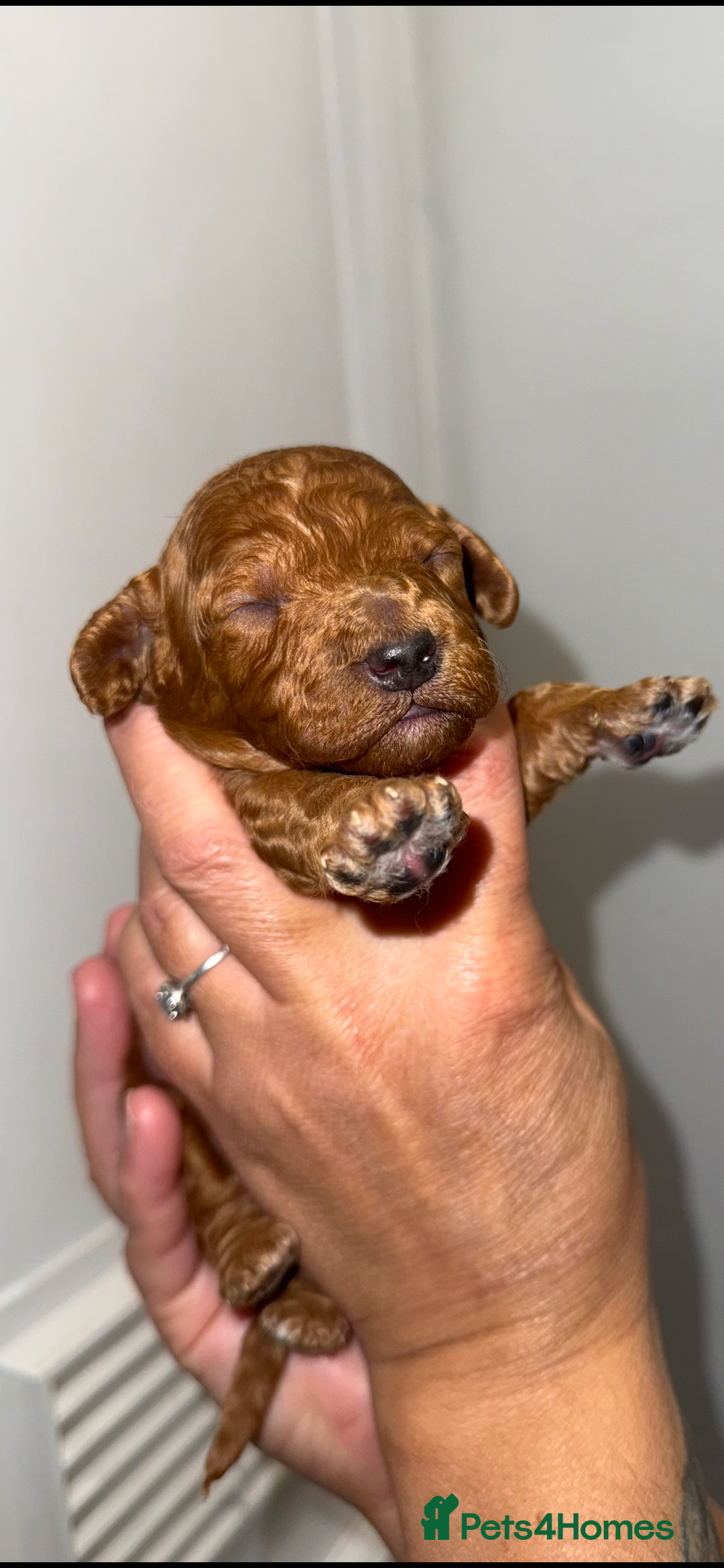 Australian Labradoodle dogs for sale: Stunning Labradoodle puppies - Advert 2