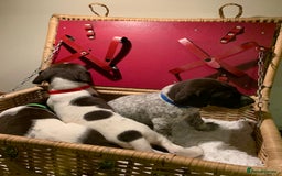 German Shorthaired Pointer dogs for sale: ⭐ 6 adorable German shorthaired pointer puppies ⭐️ - Advert 4