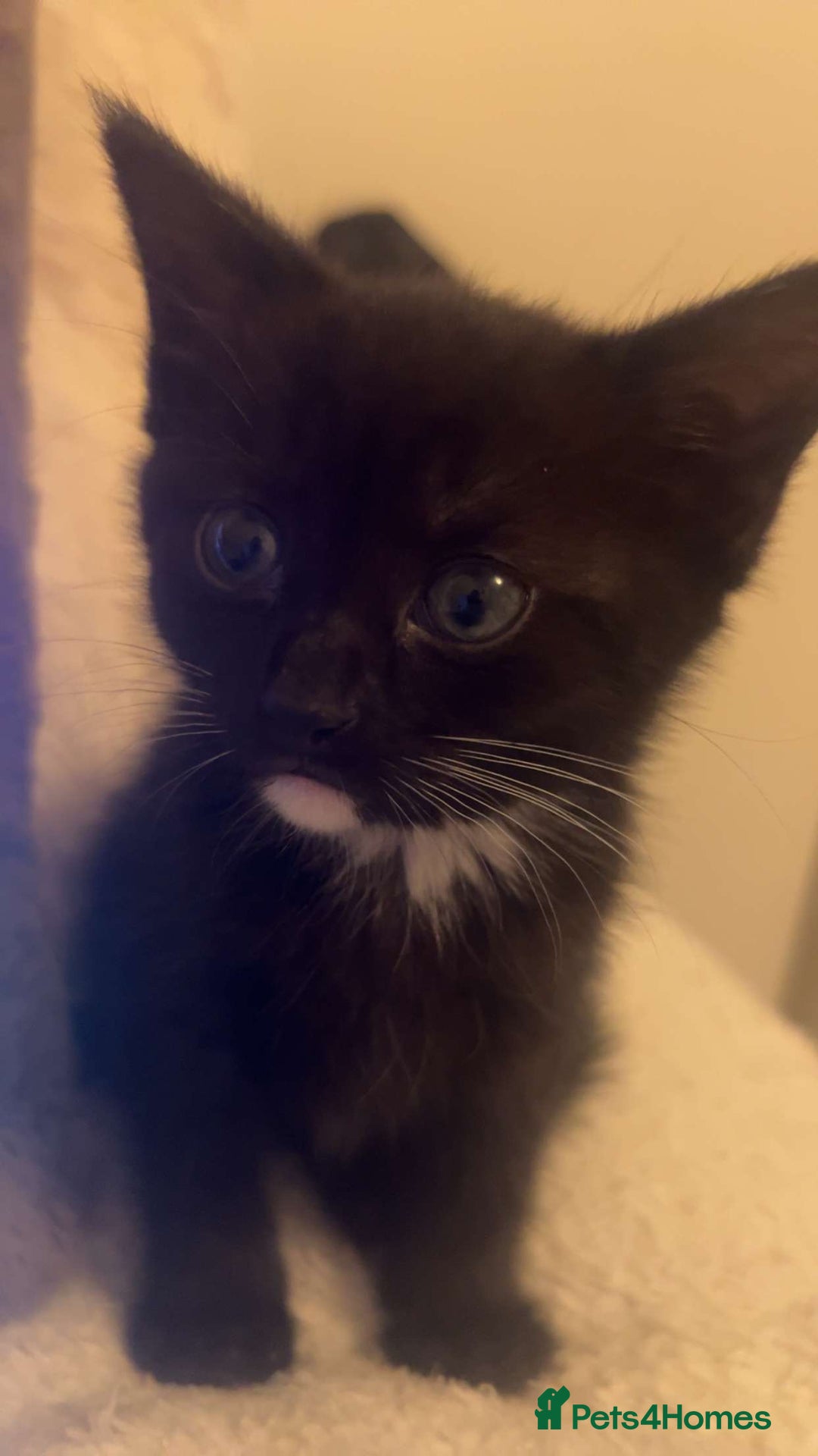 British Shorthair cats for sale: Black and white kittens for sale  - Image 2