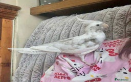 Cockatiels birds for sale: Hand tame - Image 1